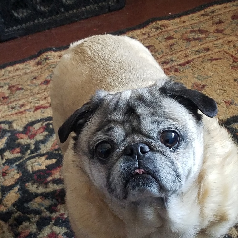 Meet your Posher, Angel